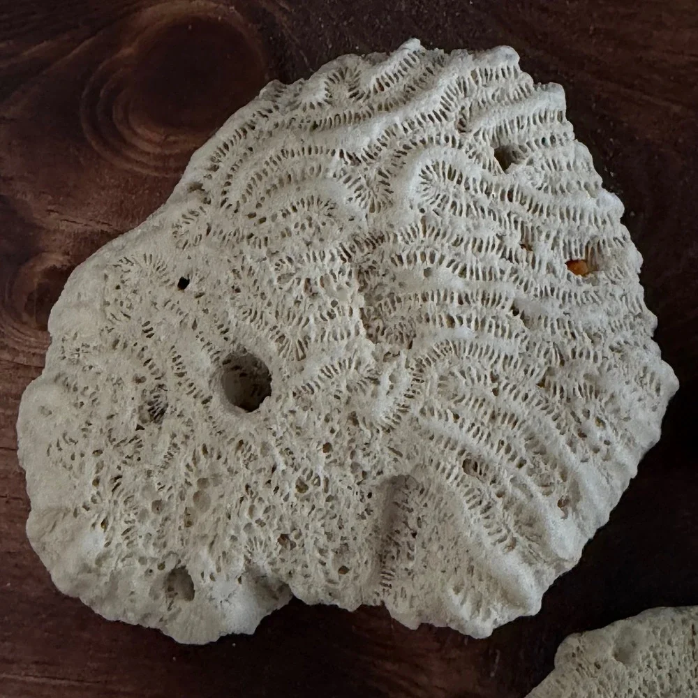 Natural White Brain and Star Coral Fossil Specimen Set 3 Pieces Coastal Decor